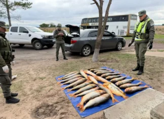 circulaban con más de 200 kilos de dorados transportados en un auto