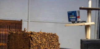 El IPT actualizó datos del acopio de tabaco criolla correntino