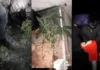 Corrientes: tras un allanamiento desbaratan una plantación de marihuana