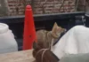 Rescataron un zorro y un chancho salvaje que eran criados como mascotas