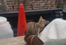Rescataron un zorro y un chancho salvaje que eran criados como mascotas