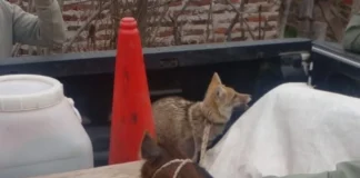 Rescataron un zorro y un chancho salvaje que eran criados como mascotas