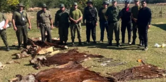 Cuatreros en Corrientes: los detuvieron hace dos días