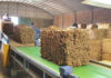 El acopio de tabaco en Goya supera el millón de kilos