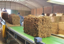 El acopio de tabaco en Goya supera el millón de kilos