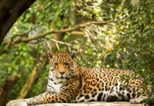 En la misma semana avistaron dos veces a un yaguareté en Concepción