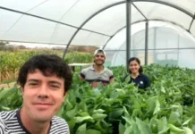 Miden el efecto de noches cálidas en el rendimiento de la soja