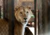 Liberaron en santuarios de Sudáfrica y EEUU a felinos de un zoo argentino