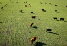 Las exportaciones de carne superarán los USD 3.000 millones en 2026