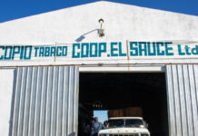 Producción: Corrientes consolida una exitosa campaña tabacalera