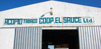 Producción: Corrientes consolida una exitosa campaña tabacalera