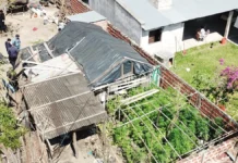 Secuestraron 677 plantas de marihuana y más de $27 millones en Corrientes