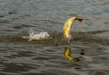 Corrientes levanta la veda extraordinaria en el río Paraná