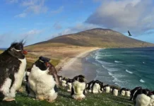 Malvinas: británicos frenan un plan ambiental por el salmón
