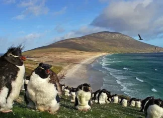 Malvinas: británicos frenan un plan ambiental por el salmón