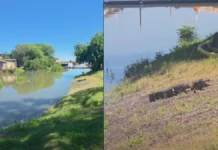 Yacaré en el parque Mitre: el Centro Aguará explicó la causa de su presencia