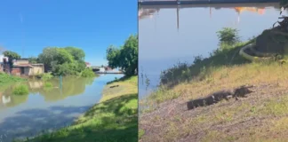 Yacaré en el parque Mitre: el Centro Aguará explicó la causa de su presencia