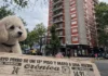 Cayó un caniche de un 13° piso, mató a una mujer y desató dos muertes más