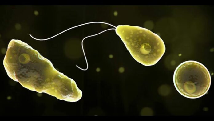la-naegleria-fowleri-es-conocida-como-la-ameba-come-cerebros-K2JEZG3MBBCZVBYCMOTHCIAPMA